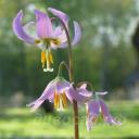 Erythronium x revolutum Kinfauns Pink