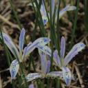 Iris reticulata Painted Lady