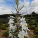 Lilium candidum