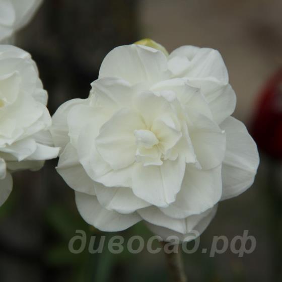 Narcissus Santa Claus