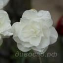 Narcissus Santa Claus