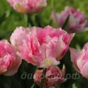 Tulipa Tailleux