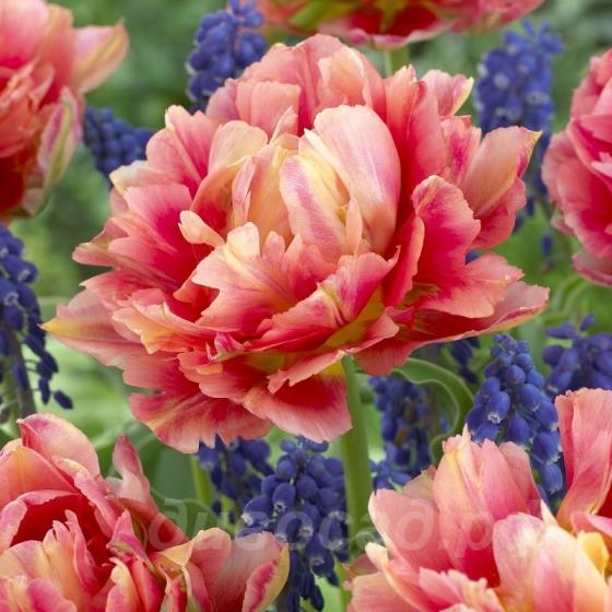 Tulipa 'Elias Martin'