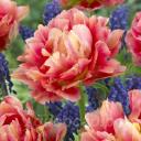 Tulipa 'Elias Martin'