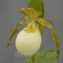 cypripedium Gabriela