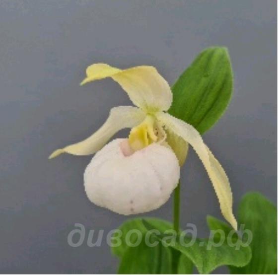 ����������� Birgit Pastel (macranthos x cordigerum)