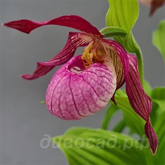 Cypripedium Barbel Schmidt