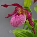 Cypripedium Barbel Schmidt