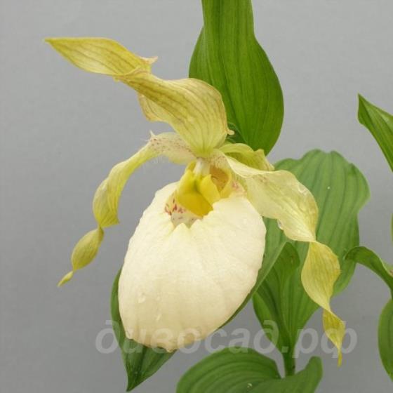 fasciolatum x Aki Pastel