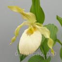 fasciolatum x Aki Pastel