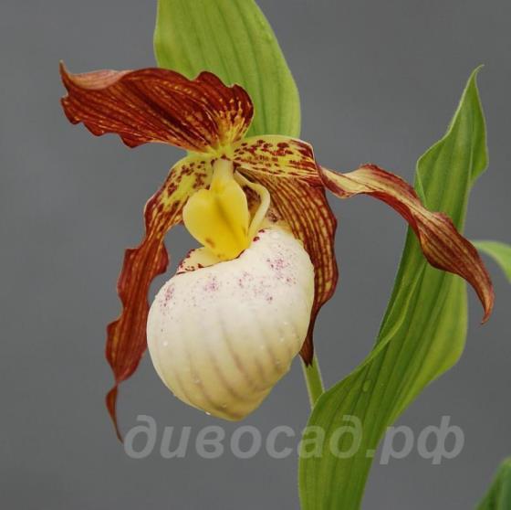 cypripedium Gabriela