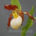 cypripedium Gabriela
