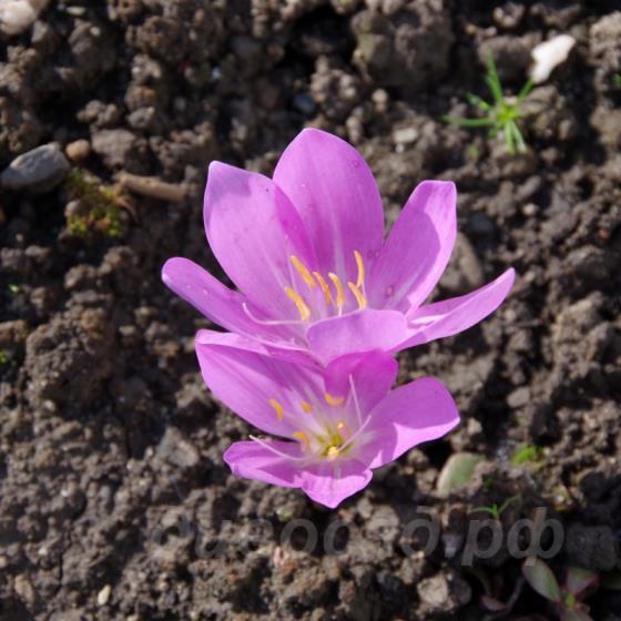 Colchicum boissierii