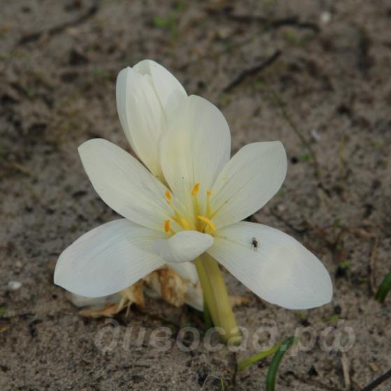 Colchicum speciosum 'Album'