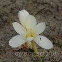 Colchicum speciosum 'Album'