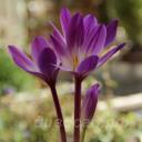 Colchicum speciosum 'Atrorubens'