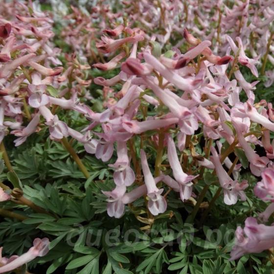 Corydalis kusnetzovii