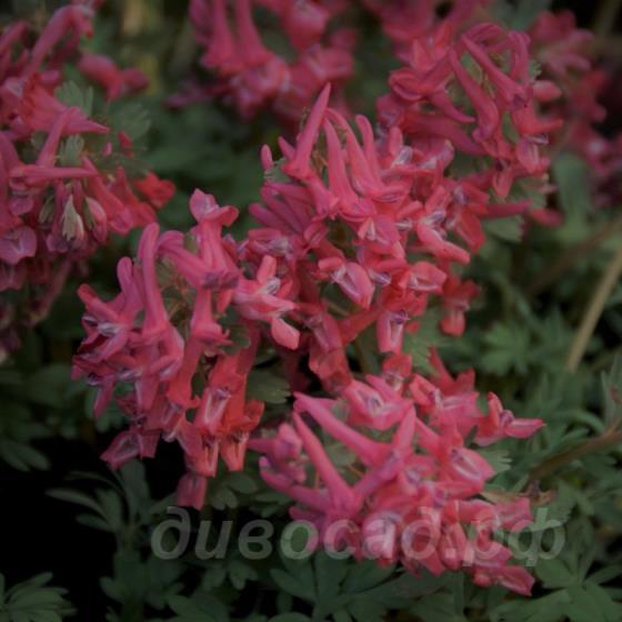 Corydalis solida Transylvanica