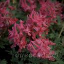 Corydalis solida Transylvanica