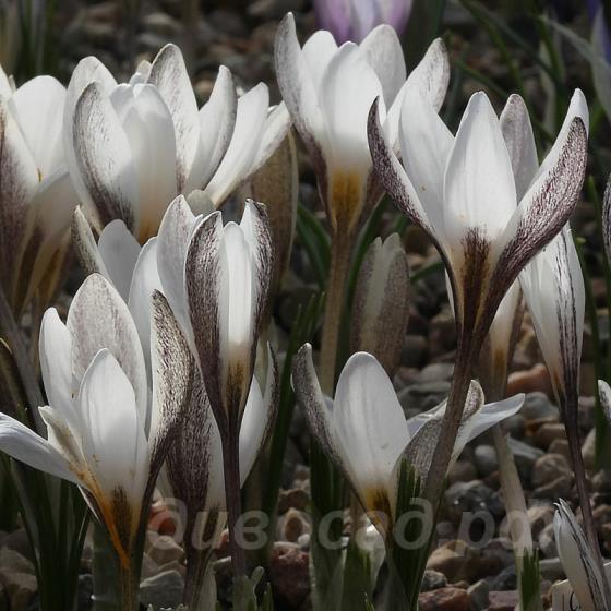 Crocus alatavicus