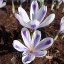 Crocus heuffellianus x Polar King