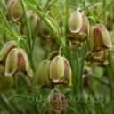 Fritillaria acmopetala