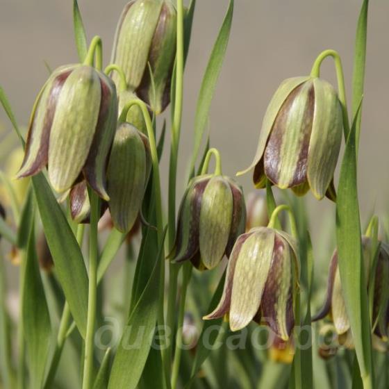 Fritillaria amana