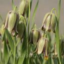 Fritillaria amana