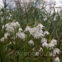 Fritillaria bucharica Nurek Giant