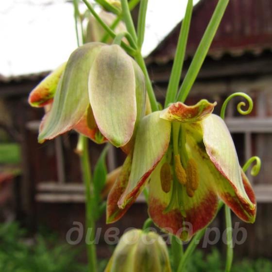 Fritillaria olgae