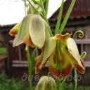 Fritillaria olgae
