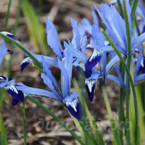 Iris reticulata Clairette