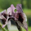 Iris korolkowii