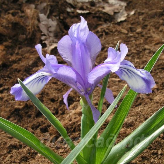 Iris zenaidae