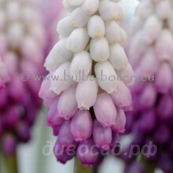 Muscari Gul Delight