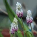 Muscari Gul Delight