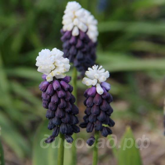 Muscari latifolium Grape Ice