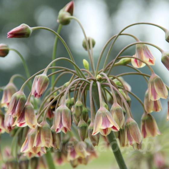 Nectaroscordum siculum subsp. bulgaricum