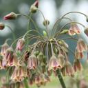 Nectaroscordum siculum subsp. bulgaricum