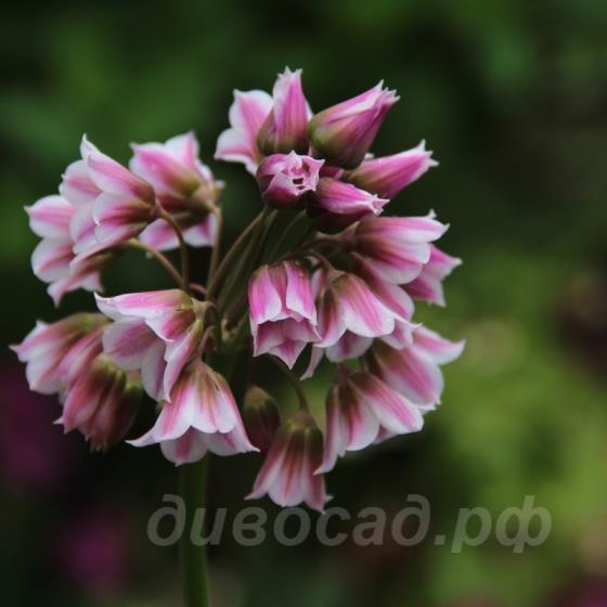 Nectaroscordum tripedale Nectaroscordum tripedale