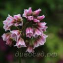 Nectaroscordum tripedale