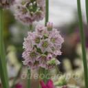 Nectaroscordum tripedale