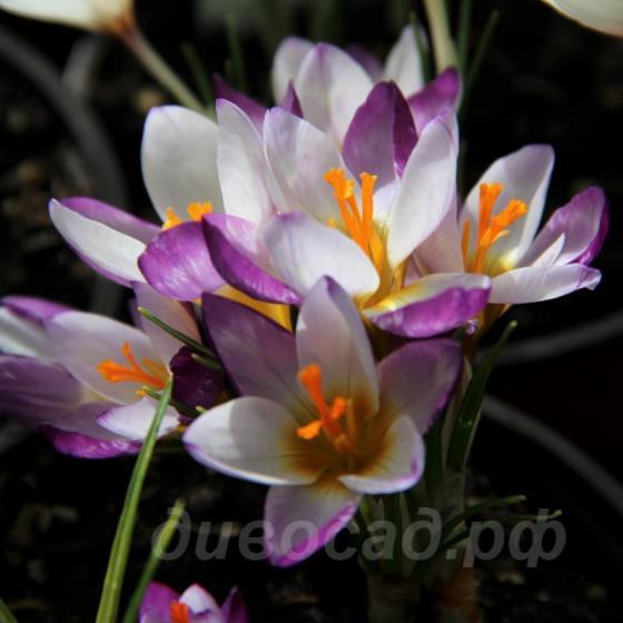 Crocus sieberi Hubert Edelsten