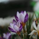 Crocus sieberi Hubert Edelsten