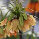 Fritillaria Early Fantasy