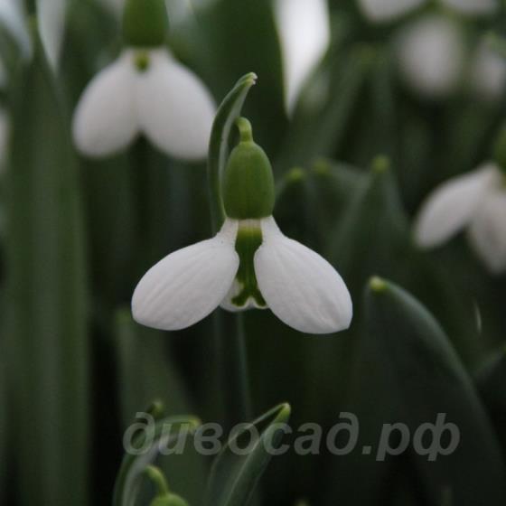 Galanthus Beluga