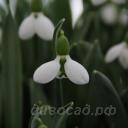 Galanthus Beluga