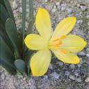 Sternbergia vernalis x candida