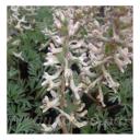 Corydalis wendelboi subsp. wendelboi