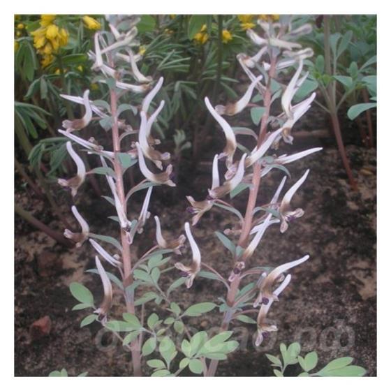 Corydalis nudicaulis Shady Boy